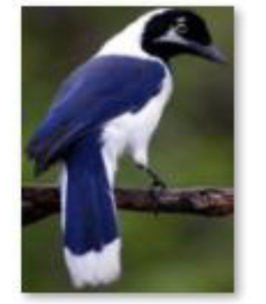 30 x 40 round diamond painting - bird on branch