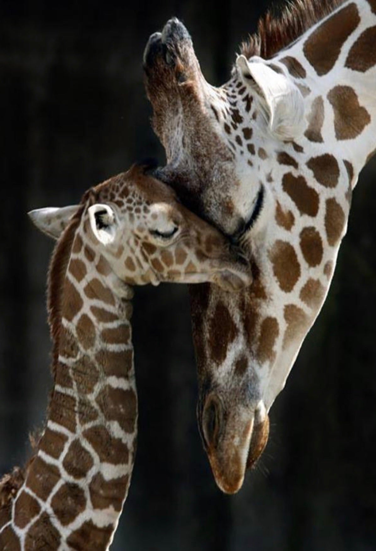 30 x 40 full round drill diamond painting - giraffe love FKW1184