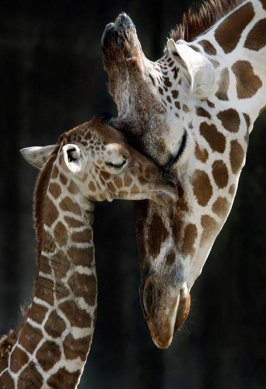 30 x 40 full round drill diamond painting - giraffe love FKW1184