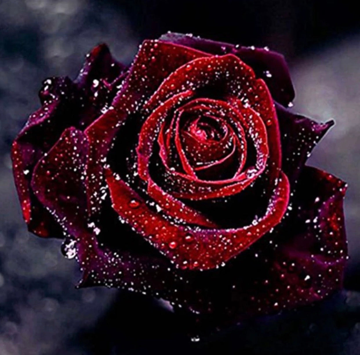 30 x 30 full drill diamond painting - (HY6129) red rose