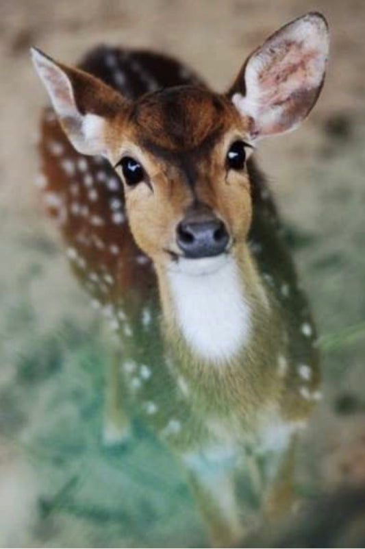 40 x 60 full square diamond painting TLS-6471 deer