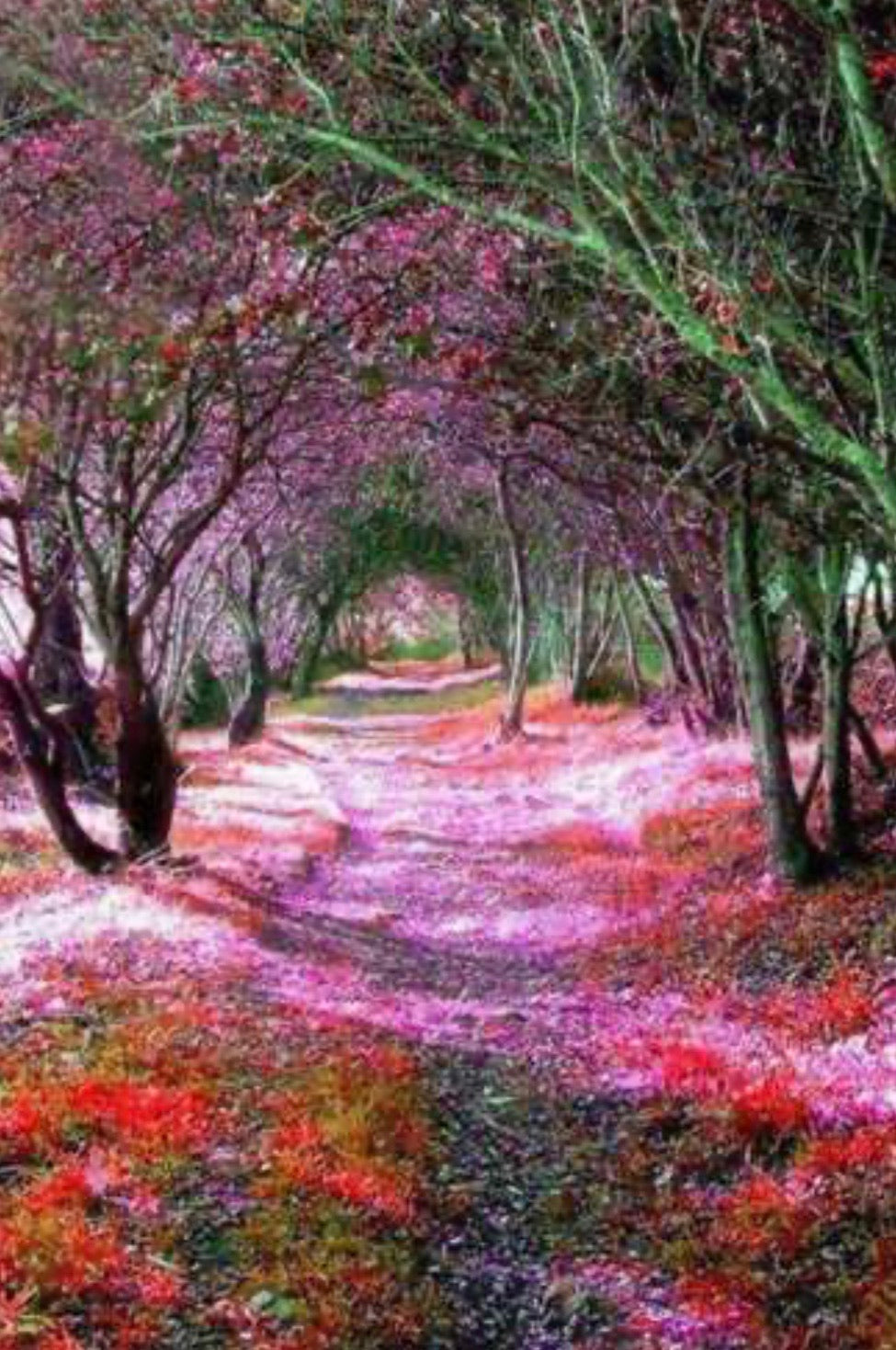 40 x 60 full square drill diamond painting TLS-6470 nature's path