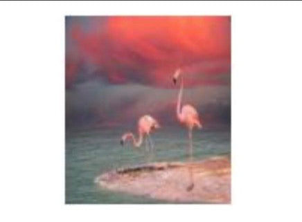 50 x 60 full square drill diamond painting - TA1644 - flamingo!